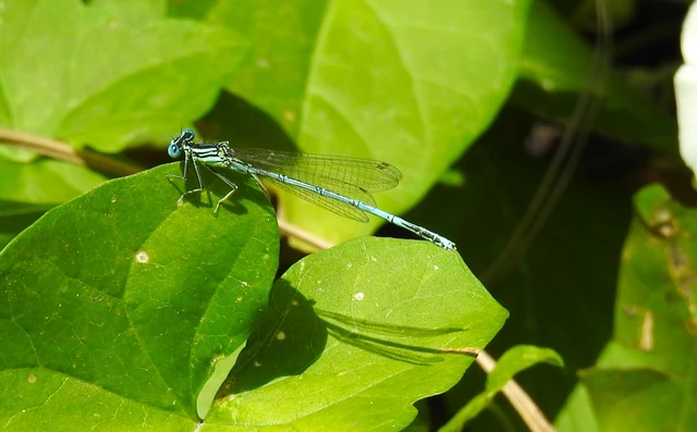 Platycnemis pennipes - széleslábú szitakötő