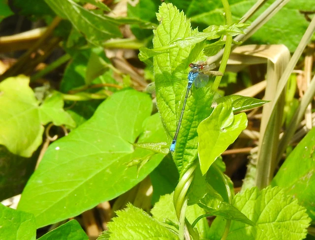 Erythromma viridulum - kis pirosszemű-légivadász Erythromma viridulum - kis pirosszemű-légivadász