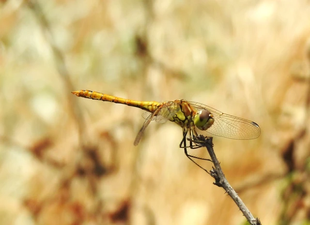 Sympetrum vulgatum - barkós katona-szitakötő