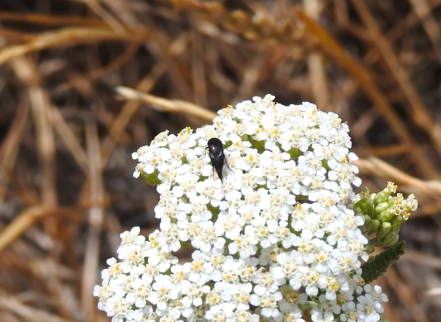 Mordellidae - marókafélék