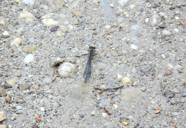 Erythromma viridulum - kis pirosszemű-légivadász Erythromma viridulum - kis pirosszemű-légivadász