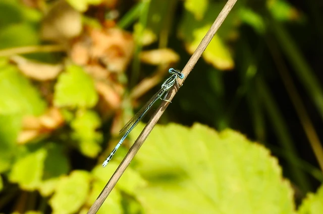 Platycnemis pennipes - széleslábú szitakötő