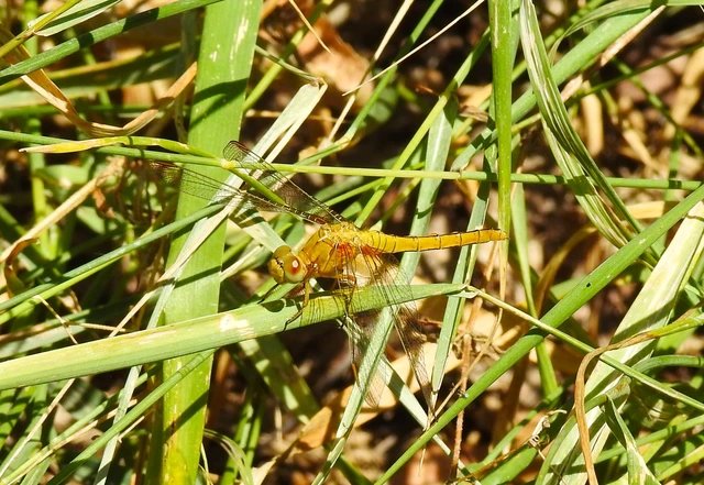 Orthetrum coerulescens - karcsú pásztorszitakötő