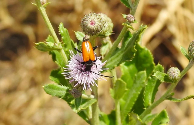 Stictoleptura fulva - vörhenyes virágcincér