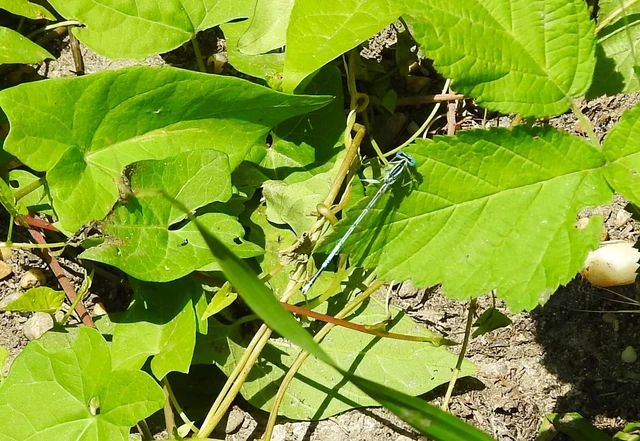 Platycnemis pennipes - széleslábú szitakötő