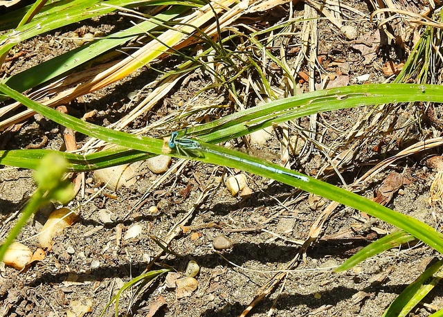 Platycnemis pennipes - széleslábú szitakötő