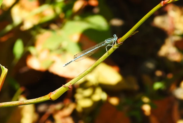 Platycnemis pennipes - széleslábú szitakötő