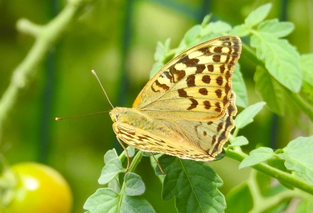 Argynnis pandora - zöldes gyöngyházlepke