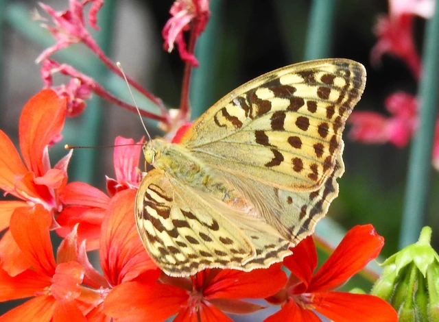Argynnis pandora - zöldes gyöngyházlepke