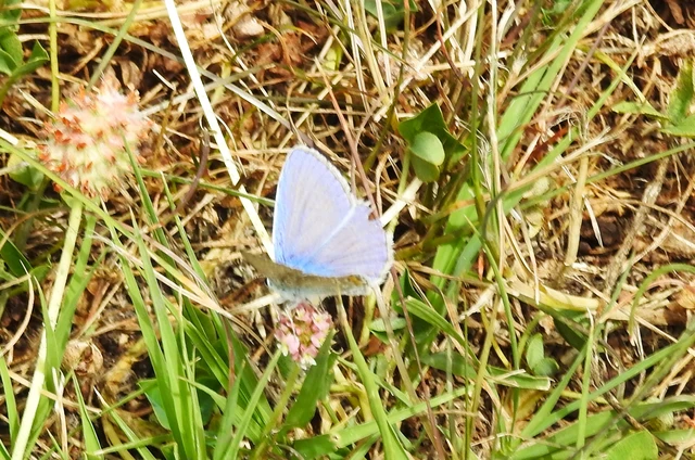 Polyommatus icarus - közönséges boglárka