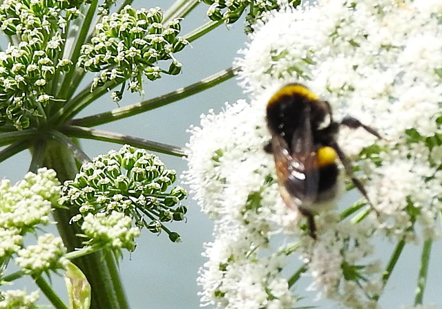 Bombus - poszméhek