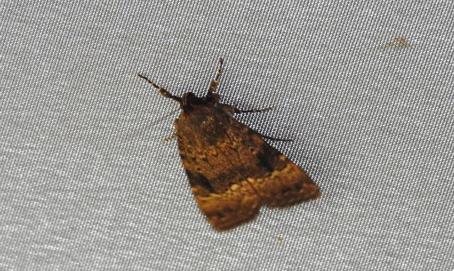 Amphipyra berbera/pyramidea