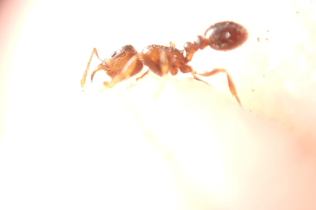 Tetramorium