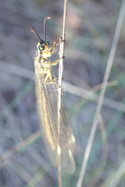 Myrmecaelurus trigrammus - hangyafarkas