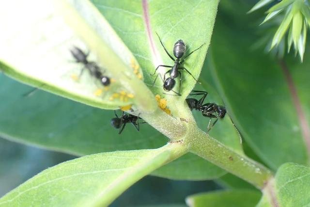 Camponotus vagus - fekete lóhangya