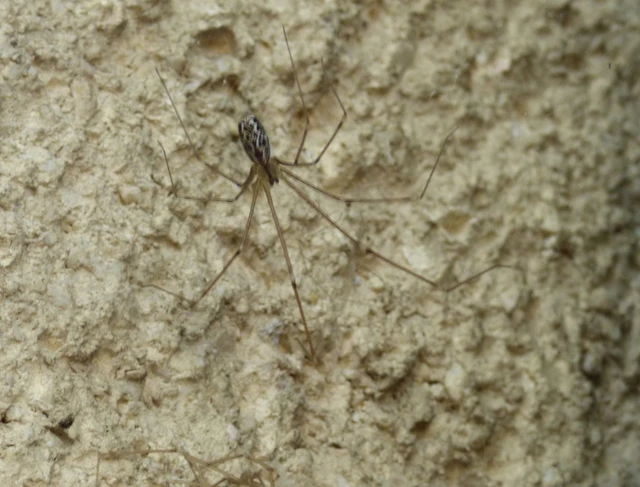 Araneae - Pókok