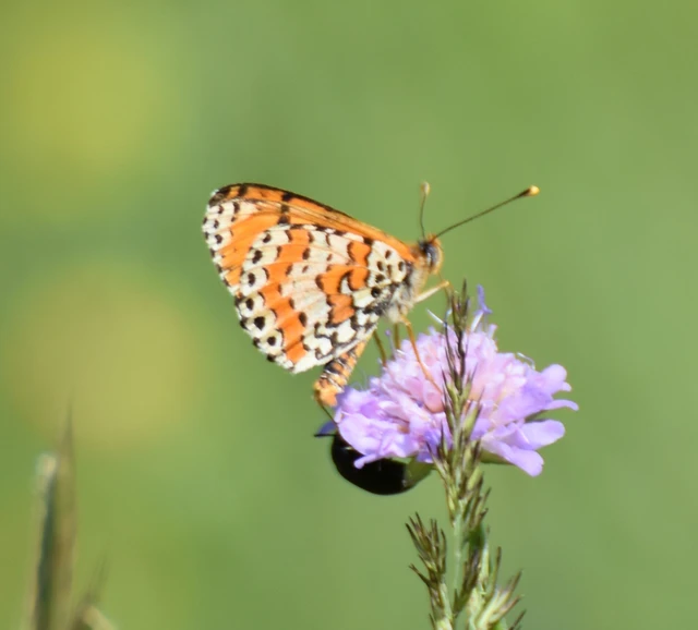 Melitaea didyma - tüzes tarkalepke