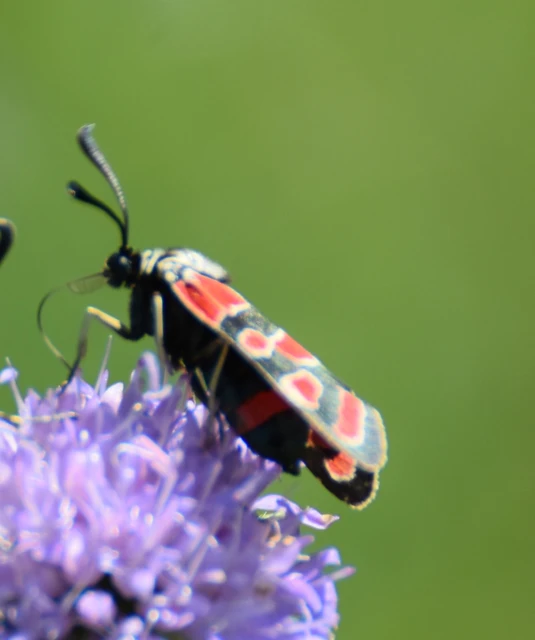 Zygaena carniolica - fehérgyűrűs csüngőlepke