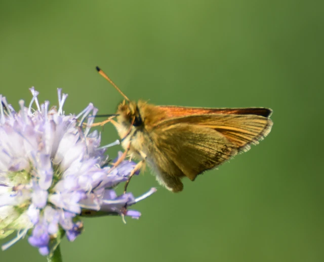 Thymelicus lineola - vonalas busalepke
