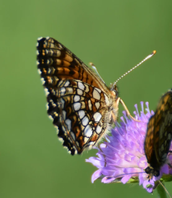 Melitaea diamina - kockás tarkalepke