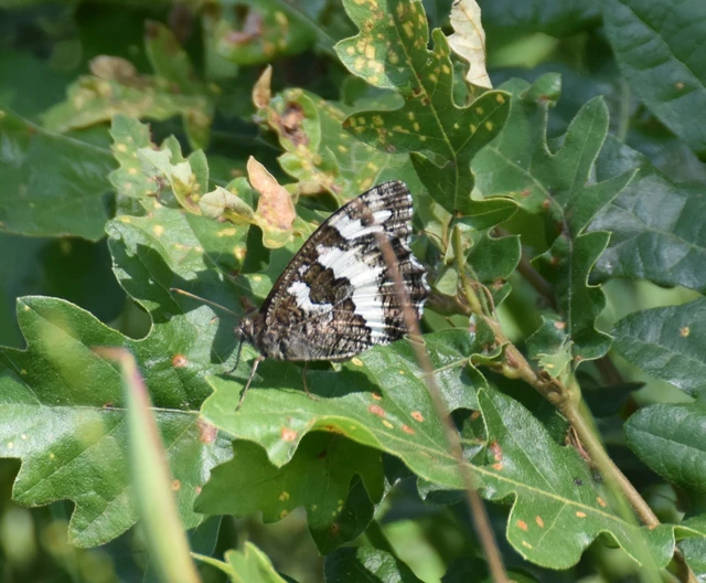 Brintesia circe - fehéröves szemeslepke