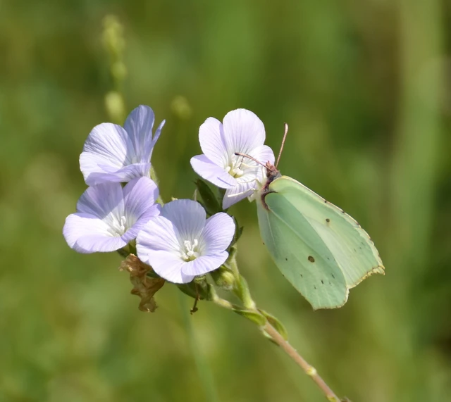 Gonepteryx rhamni - citromlepke