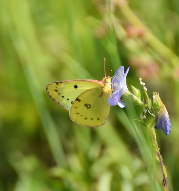 Colias alfacariensis - déli kéneslepke