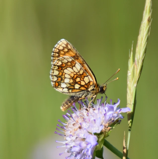 Melitaea aurelia - recés tarkalepke