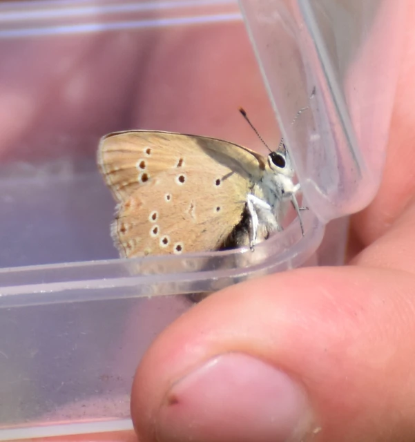 Polyommatus admetus - bundás boglárka