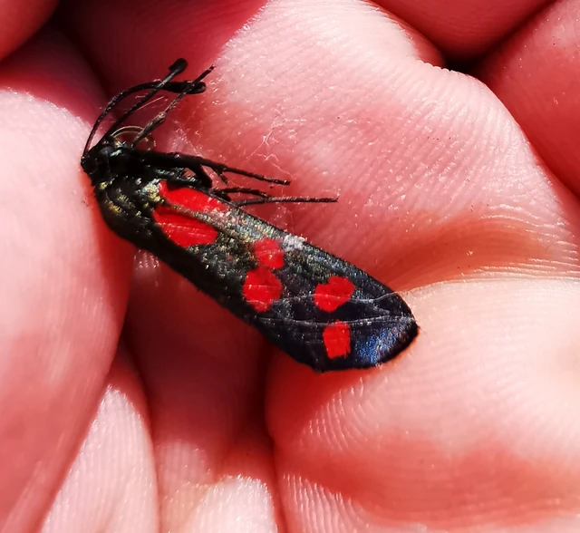 Zygaena filipendulae - acélszínű csüngőlepke