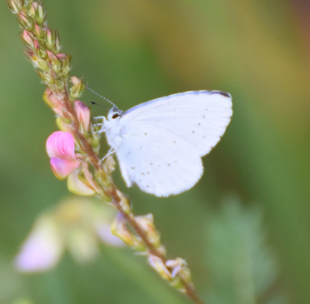 Celastrina argiolus - bengeboglárka