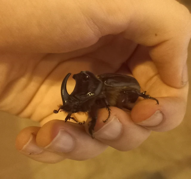 Oryctes nasicornis - orrszarvú bogár