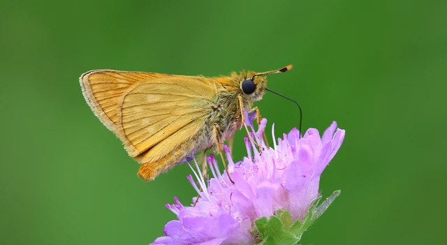 Ochlodes sylvanus - erdei busalepke