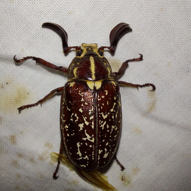 Polyphylla fullo - csapó cserebogár