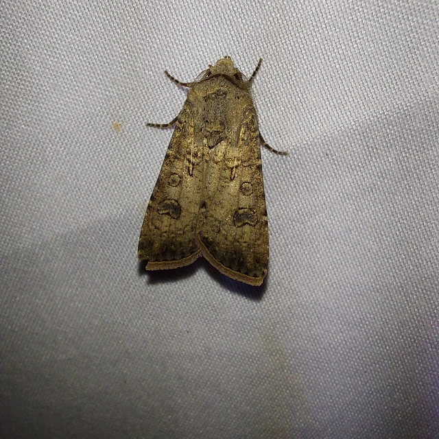Agrotis segetum - vetési földibagoly