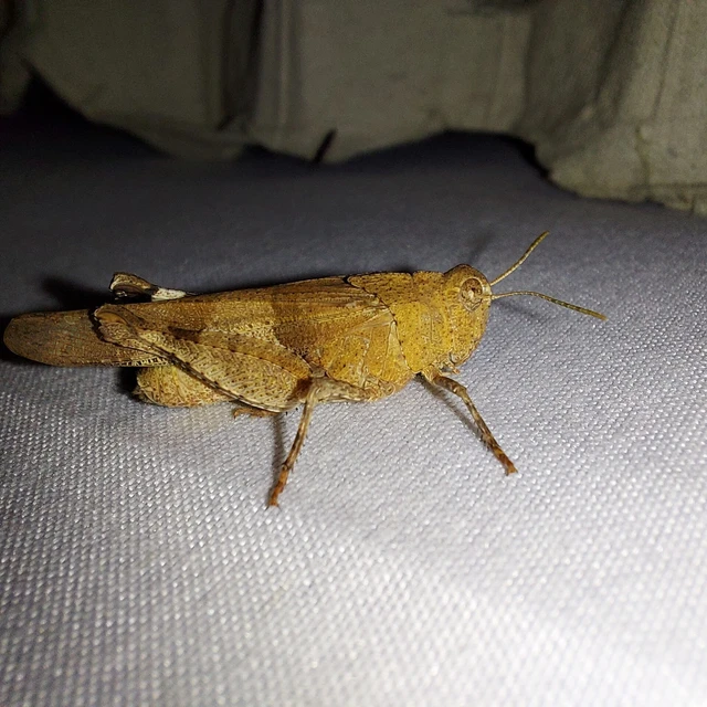 Oedipoda caerulescens - kékszárnyú sáska