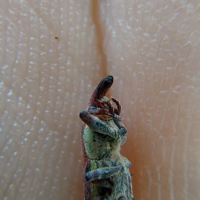 Lixus bituberculatus - kétpúpú dudvabarkó