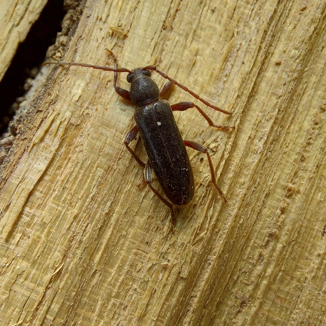 Trichoferus campestris - szállóvendég éjicincér