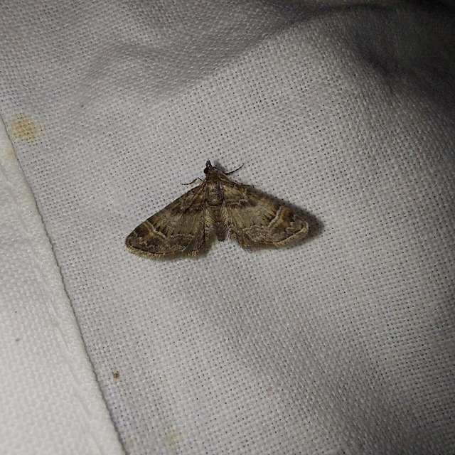 Gymnoscelis rufifasciata - vöröscsíkos törpearaszoló