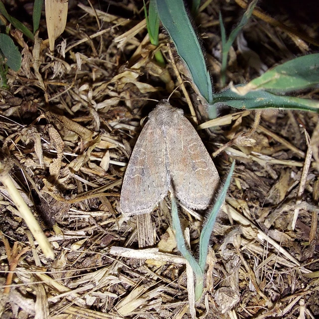 Parastichtis suspecta - sötét erdeibagoly