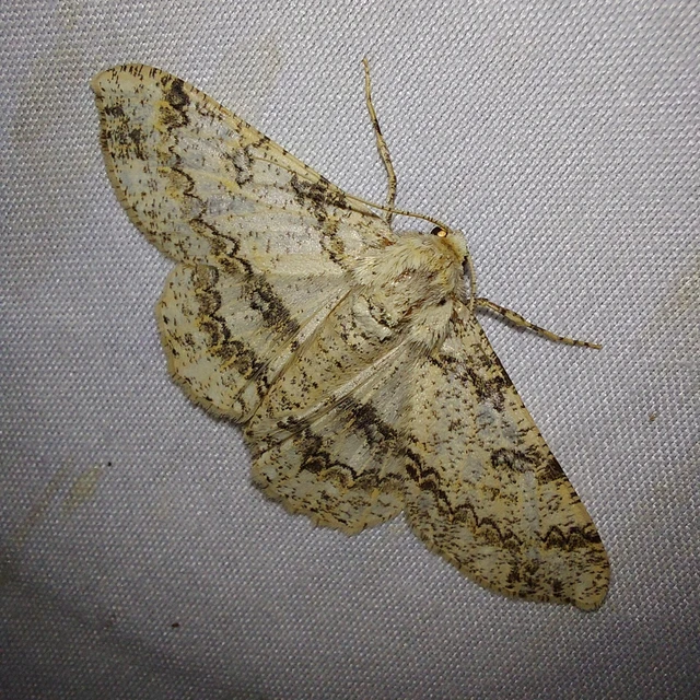 Ascotis selenaria - holdas faaraszoló
