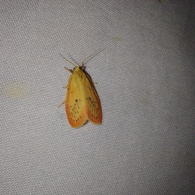 Miltochrista miniata - piros medvelepke