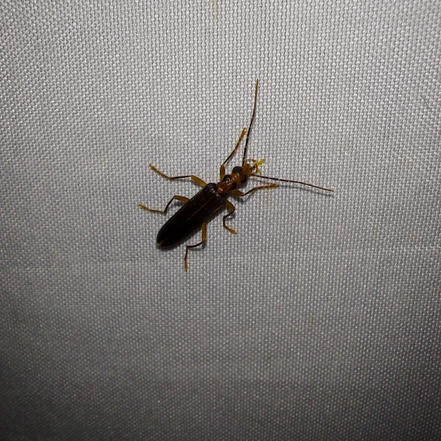 Nacerdes carniolica - karnóliai álcincér