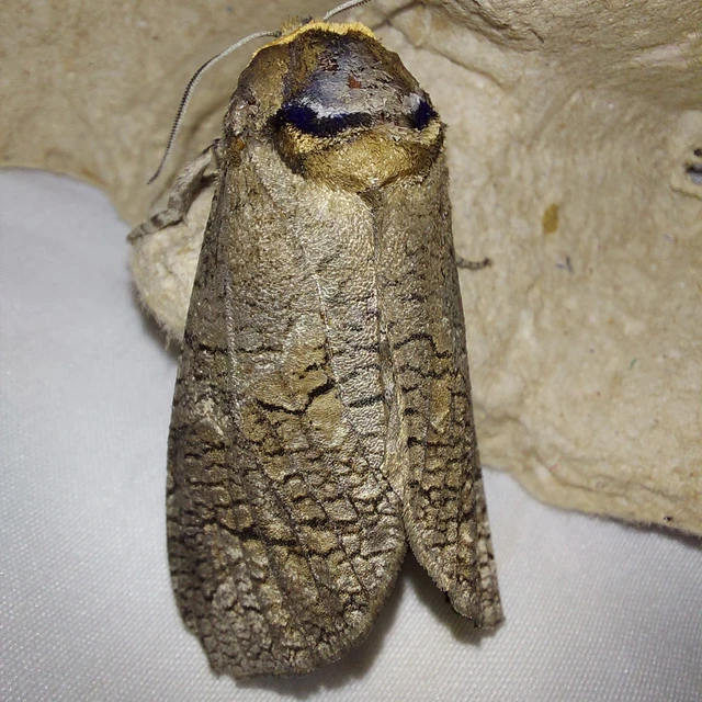Cossus cossus - fűzfarontólepke