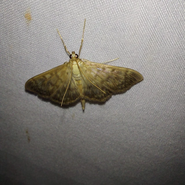 Patania ruralis - csalánevő tűzmoly