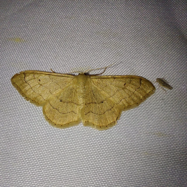Idaea aversata - nagy sávosaraszoló