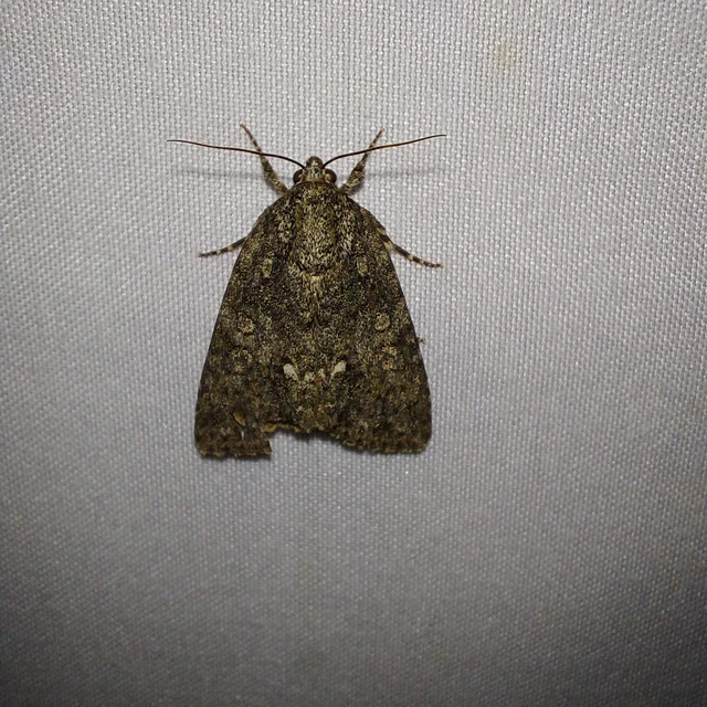 Acronicta rumicis - sóska-szigonyosbagoly Acronicta rumicis - sóska-szigonyosbagoly