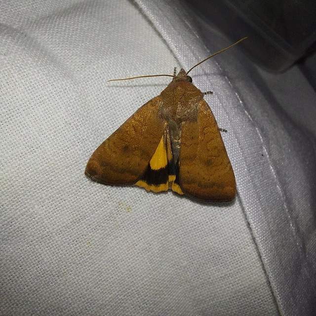 Noctua interjecta - zömök sárgafűbagoly