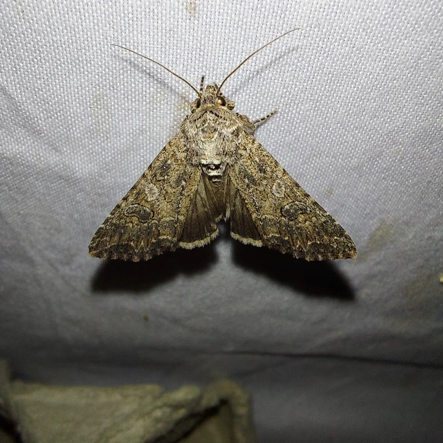 Hadula trifolii - lóherebagoly