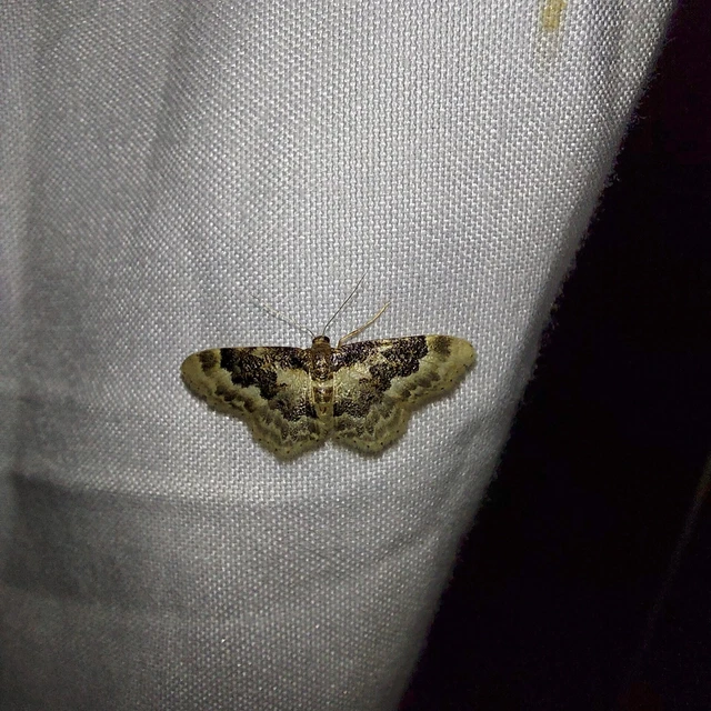 Idaea rusticata - tarka apróaraszoló